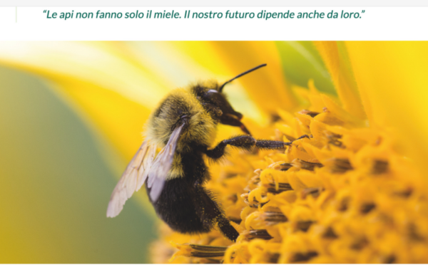 JAGGAER sostiene la salvaguardia delle api con “Bee my Future” JAGGAER sostiene la salvaguardia delle api con “Bee my Future”