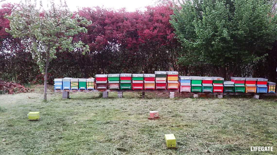 JAGGAER adotta le api di “Bee my Future” e festeggia la Giornata Mondiale dell’Ambiente JAGGAER adotta le api di “Bee my Future” e festeggia la Giornata Mondiale dell’Ambiente