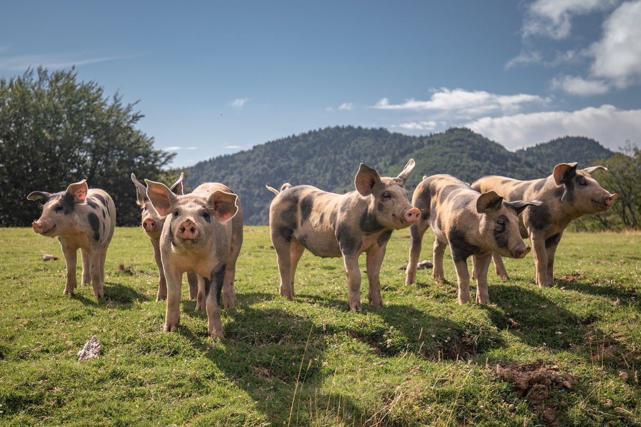 Group of beautiful family of pigs searching and asking for food looking at camera Danish Crown: A Procurement Transformation